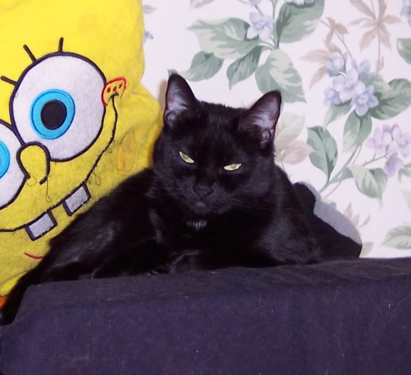 Daughter's new kitten - Countryside Families