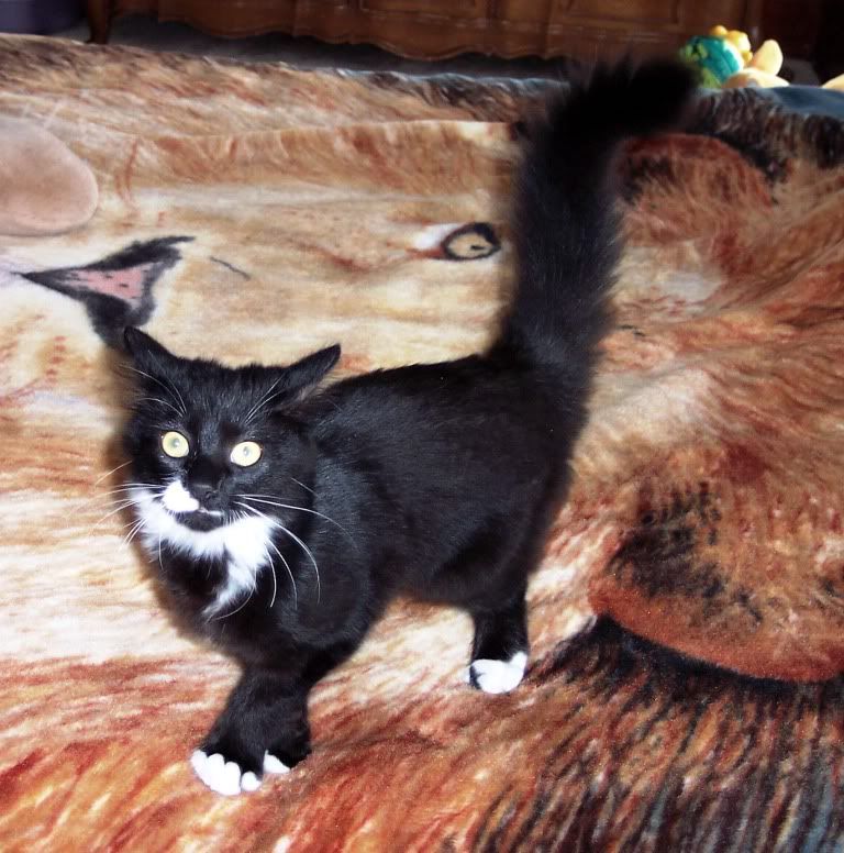 Daughter's new kitten - Countryside Families