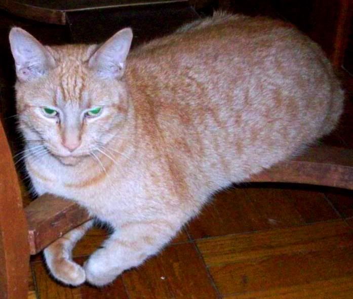 In the running for World's Laziest Cat - Countryside Families