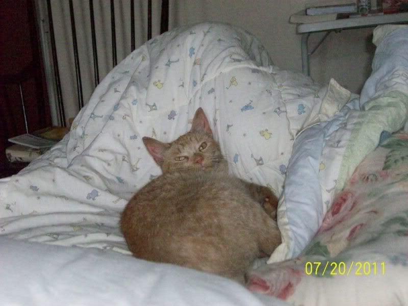 Weird cat - Countryside Families