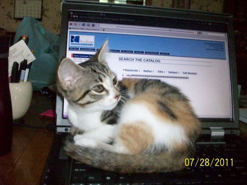 Weird cat - Countryside Families