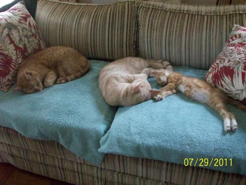 Weird cat - Countryside Families