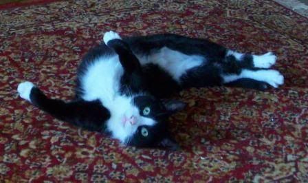 Weird cat - Countryside Families