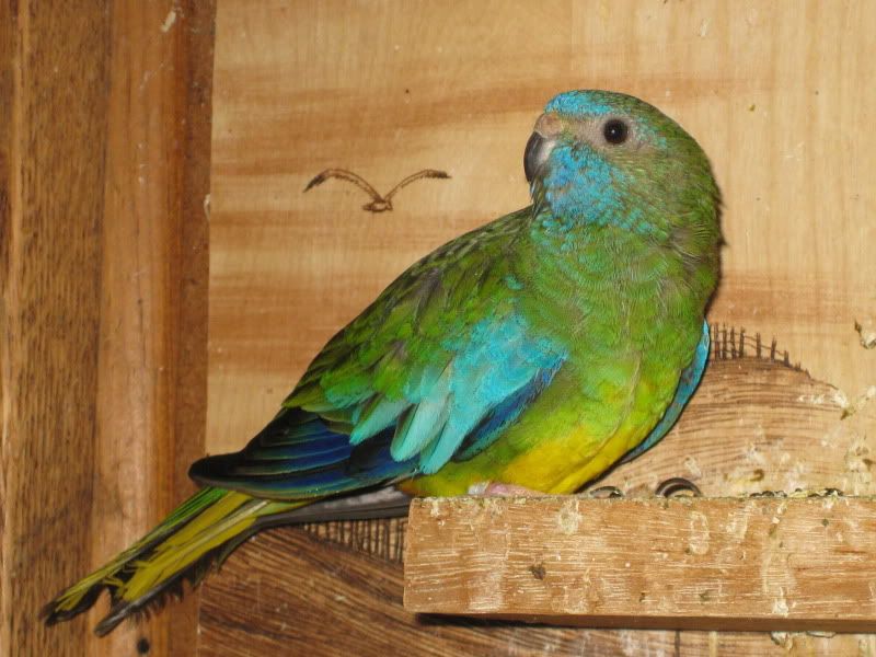 Splendid+Parakeets+For+Sale ... /birds/parakeets-for-sale/durham/mutation-splendid-parakeets/BT186772