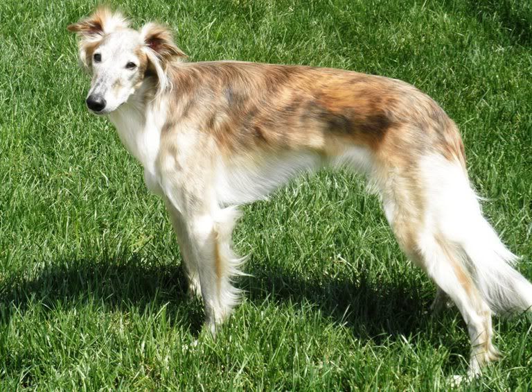 Re: Are people able to guess your dog's breed? Re: Are people able to guess your dog's breed?