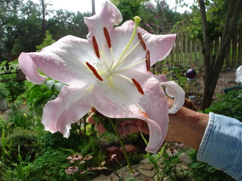 Asiatic 2007