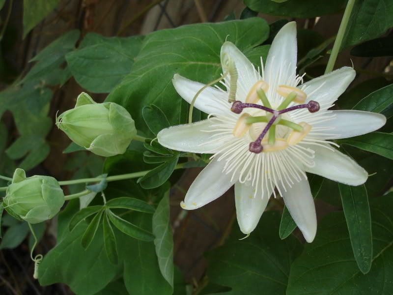 white passion flower