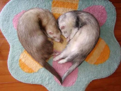 ferret_heart.jpg