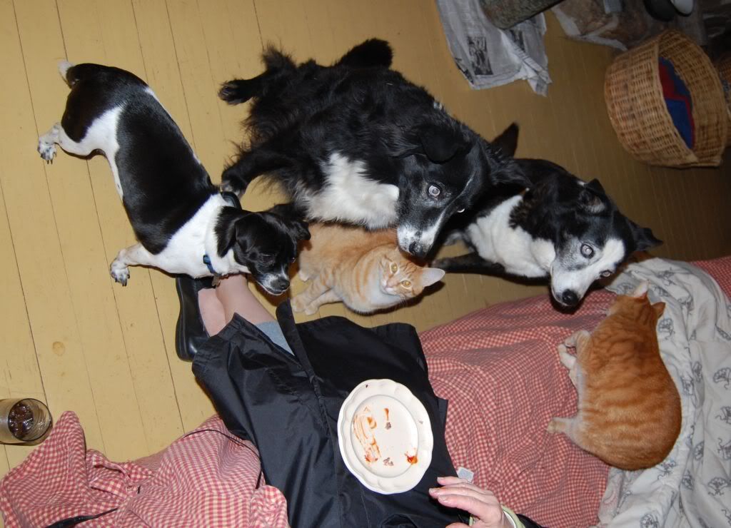 American Hosta Society Forum View topic Cocoa Mulch Can Kill Your Pets