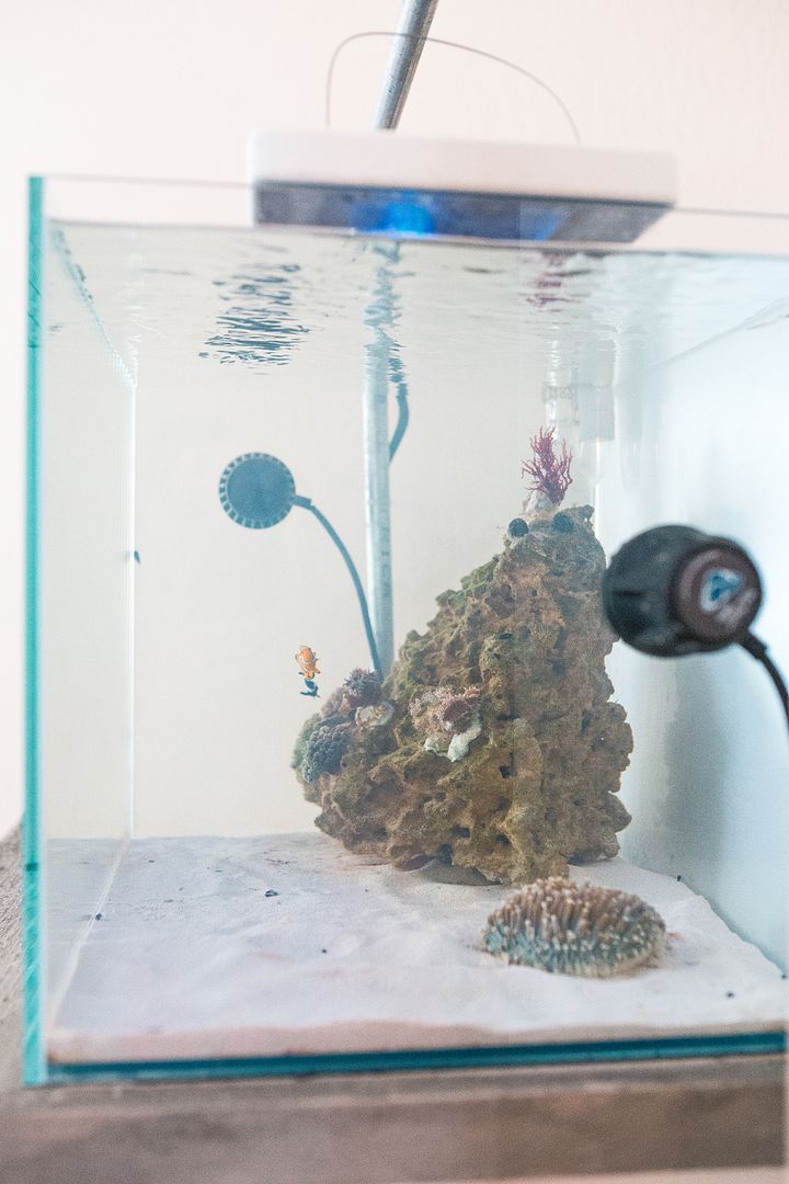 Reef%20Morning%20Light_zpstfxw5ufm.jpg
