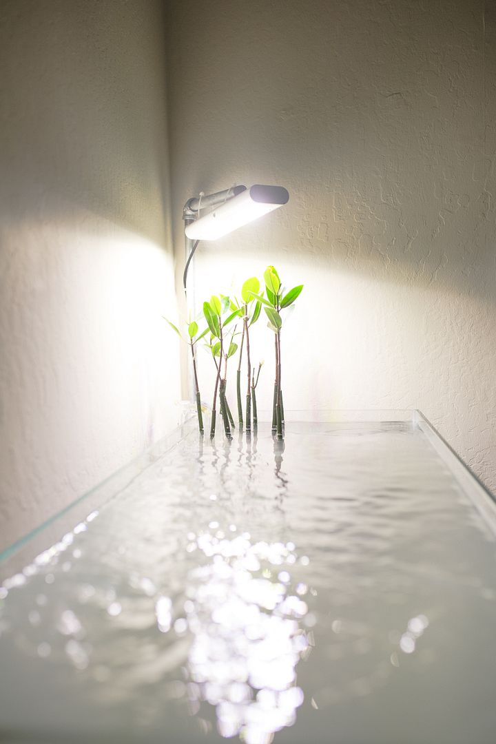 Mangroves%20v2_zpsbs1e4ne9.jpg