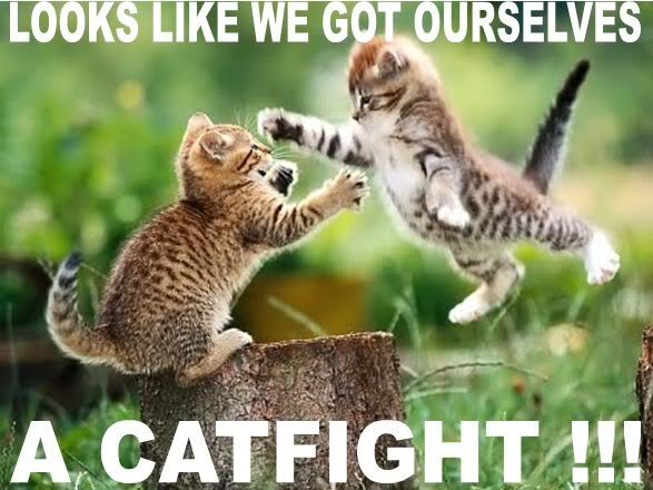 catfight.jpg