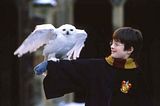 harry-potter-1-1.jpg image by devdev5000