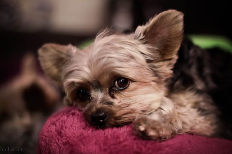 IMAGE: http://i3.photobucket.com/albums/y52/sk8gitar23/Bazil%20and%20Betsy/bazil2-1.jpg