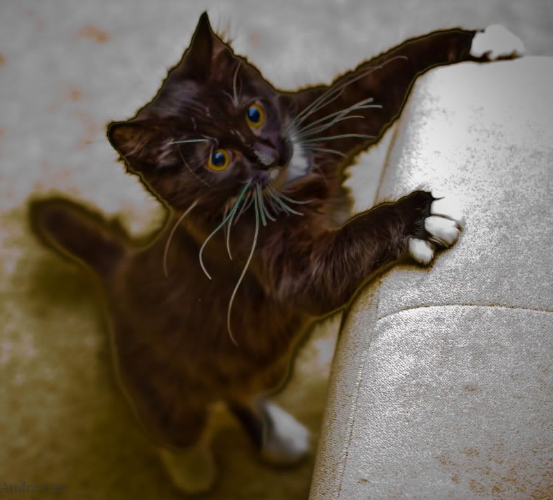 IMAGE: http://i3.photobucket.com/albums/y52/sk8gitar23/IMG_0816.jpg