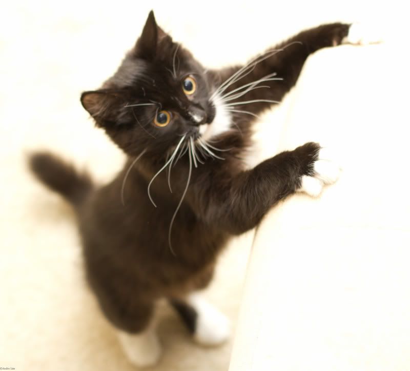 IMAGE: http://i3.photobucket.com/albums/y52/sk8gitar23/References/IMG_0816.jpg