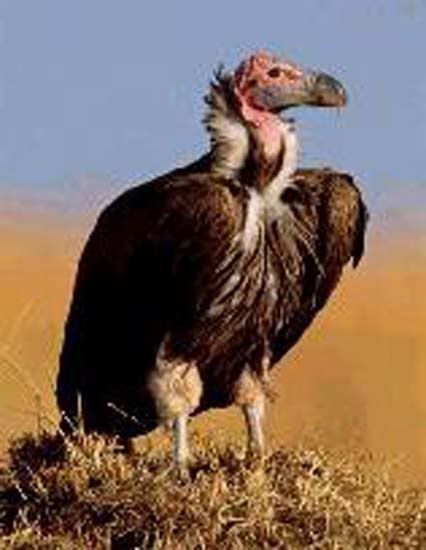 LappetFaced20vulture.jpg