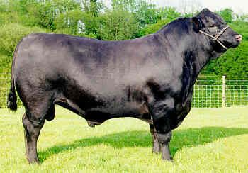 cattle06-small.jpg