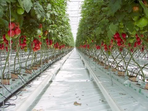 480x360-Tomato_Hydroponics.jpg