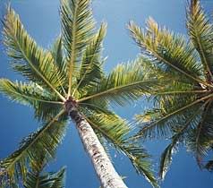 palmtrees4.jpg
