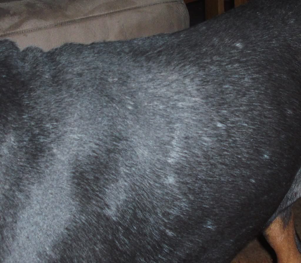 what does a staph infection look like on a dog