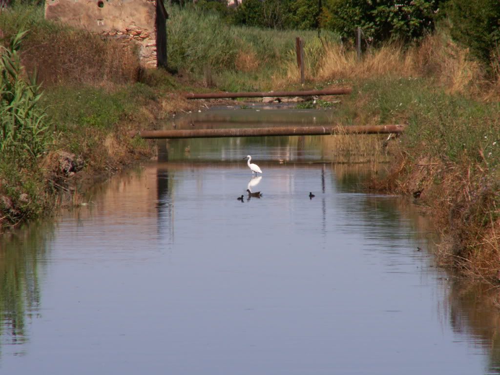 Fauna i flora