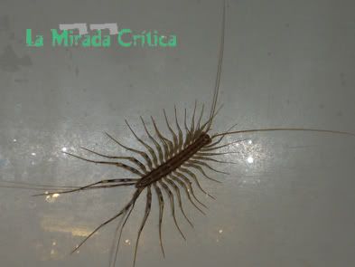 Bestiola