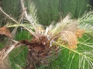 Palmera infectada