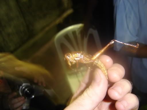 Yep. A Locust, dude.