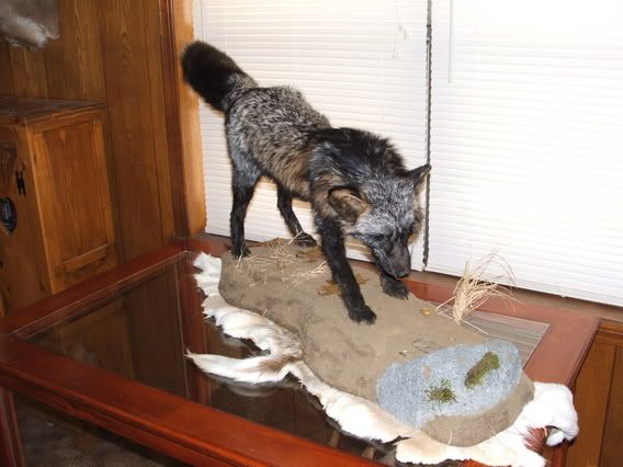 Bobcat Mounts Pictures. obcat, deer mount