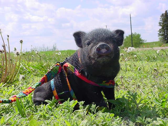 Pot-Bellied-Pig.jpg