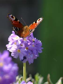 vlinder photo: vlinder vlinder-2.jpg