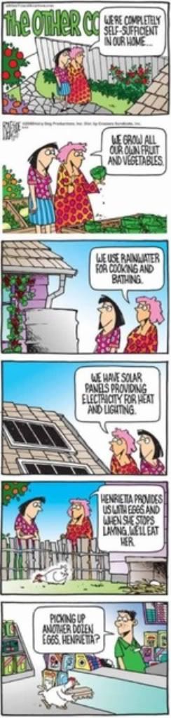 Who said chickens were stupid? - Homesteading Questions