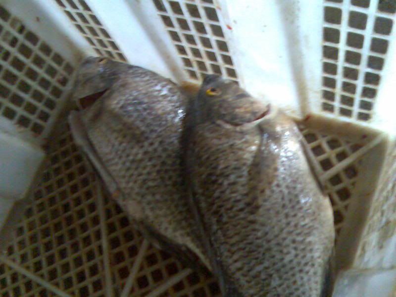 Photobucket - Video and Image Hosting Image127.jpg