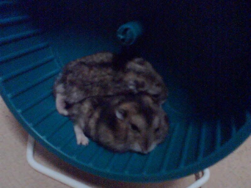 Photobucket - Video and Image Hosting