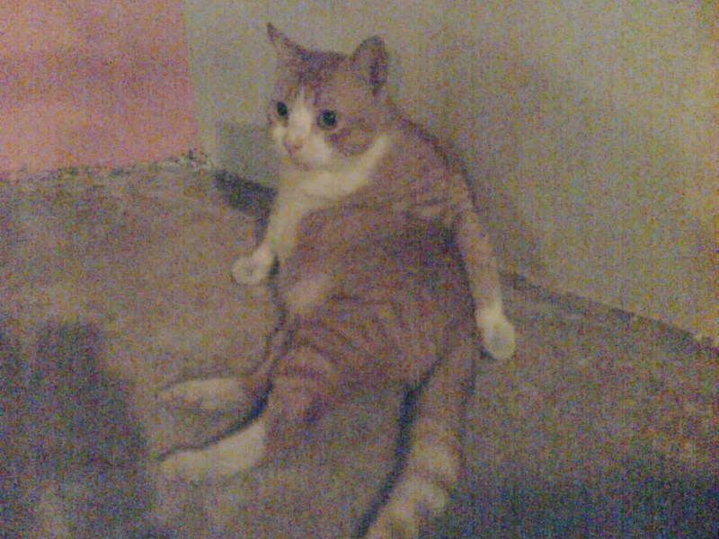 Photobucket - Video and Image Hosting Image754.jpg