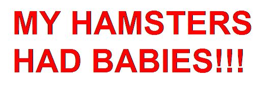 Photobucket - Video and Image Hosting hamsters.jpg