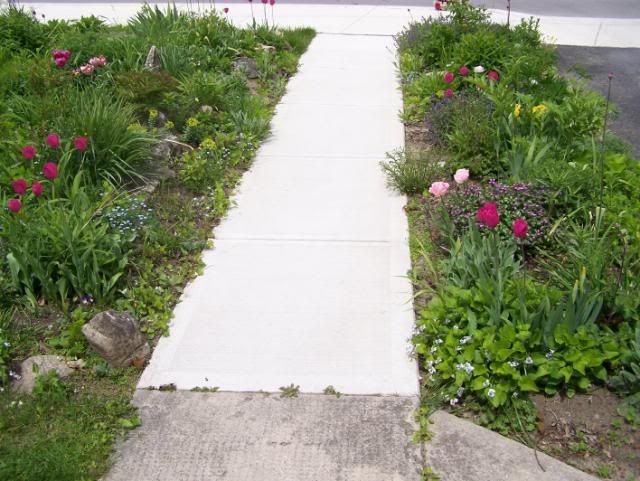frontyardMay2010003.jpg