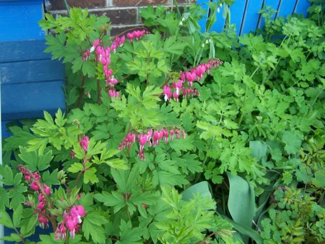 frontyardMay2010006.jpg