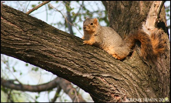 IMAGE: http://i3.photobucket.com/albums/y56/jeremyirwin/Nature/sq1.jpg