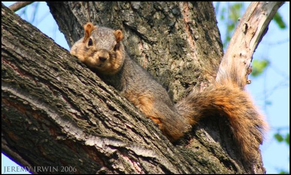 IMAGE: http://i3.photobucket.com/albums/y56/jeremyirwin/Nature/sq2bbb.jpg