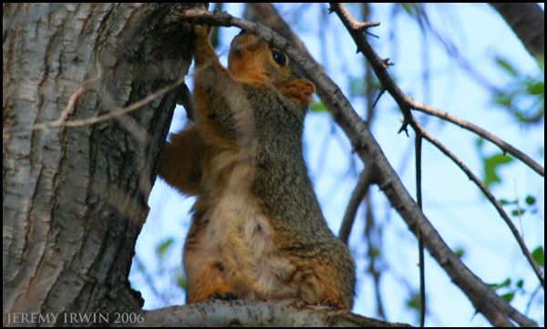 IMAGE: http://i3.photobucket.com/albums/y56/jeremyirwin/Nature/sq3a.jpg