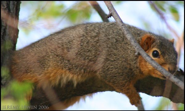 IMAGE: http://i3.photobucket.com/albums/y56/jeremyirwin/Nature/sq4.jpg