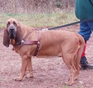 Bloodhound8.jpg