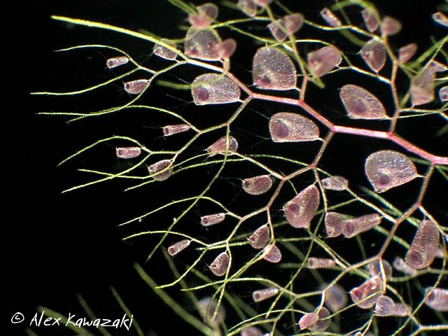 Utricularia005.jpg