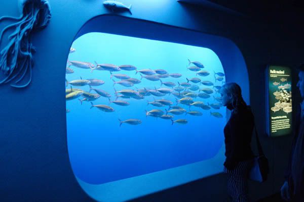 IMAGE: http://i3.photobucket.com/albums/y57/cyberlawprof/Aquarium000007.jpg