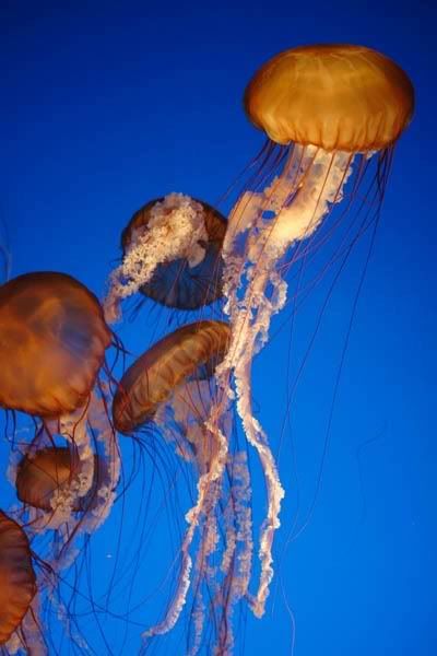 IMAGE: http://i3.photobucket.com/albums/y57/cyberlawprof/Aquarium000020.jpg