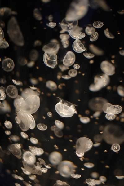 IMAGE: http://i3.photobucket.com/albums/y57/cyberlawprof/Aquarium000041.jpg