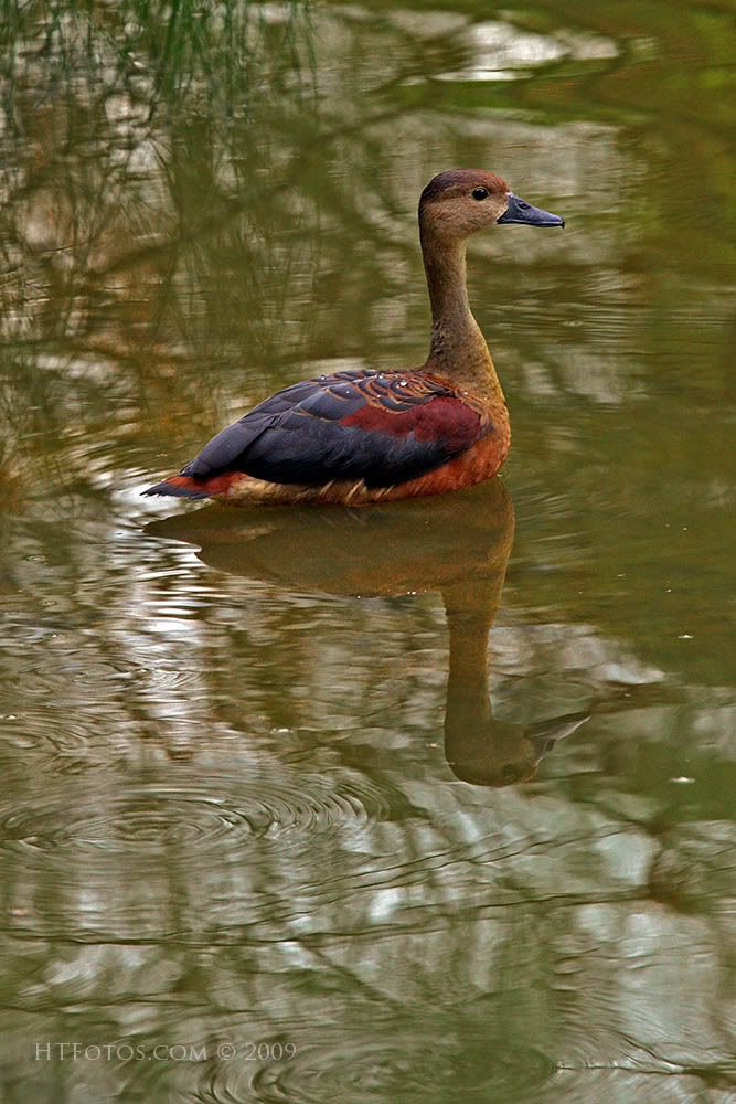 IMAGE: http://i3.photobucket.com/albums/y57/cyberlawprof/IMG_0219BotanicLife1web.jpg