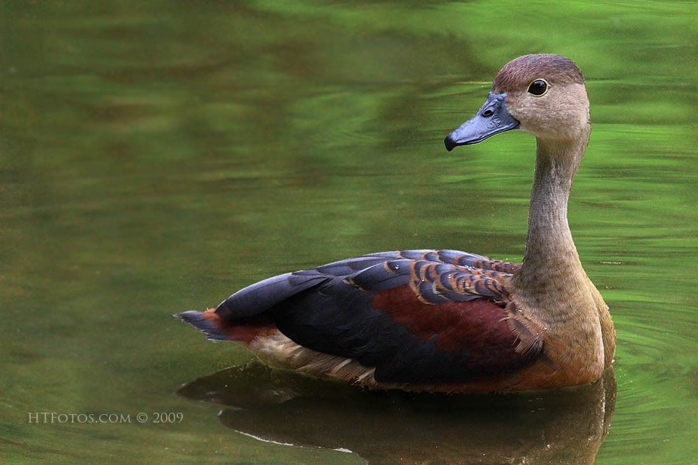 IMAGE: http://i3.photobucket.com/albums/y57/cyberlawprof/IMG_0221BotanicLife1web.jpg